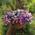  Shock Wave&reg; Spark Mix Petunia