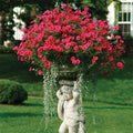  Cherry Tidal Wave&reg; Hybrid Petunia