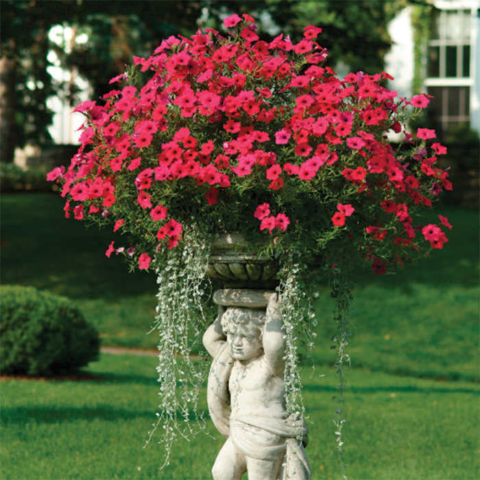  Cherry Tidal Wave&reg; Hybrid Petunia
