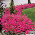  Hot Pink Tidal Wave&reg; Hybrid Petunia