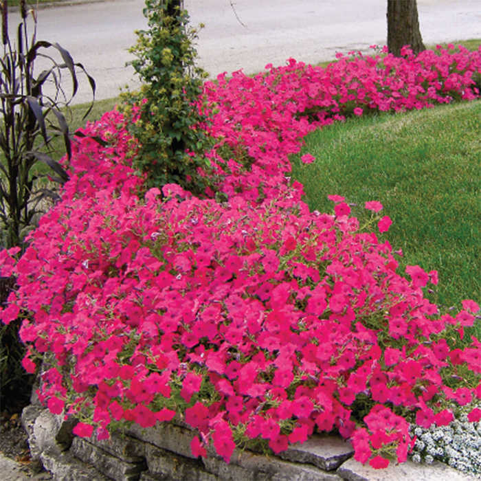  Hot Pink Tidal Wave&reg; Hybrid Petunia