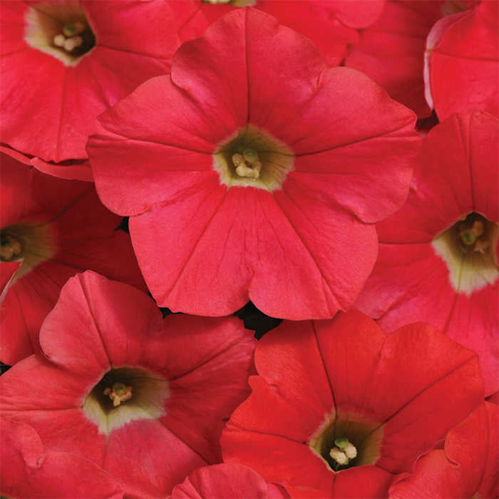  Coral Crush Shock Wave&reg; Hybrid Petunia