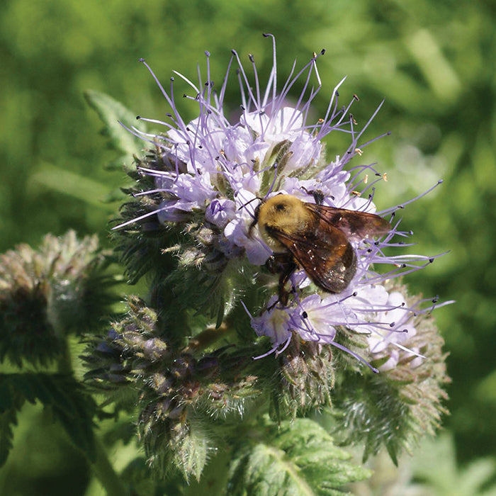  Phacelia