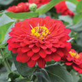  Holi&trade; Scarlet Hybrid Zinnia
