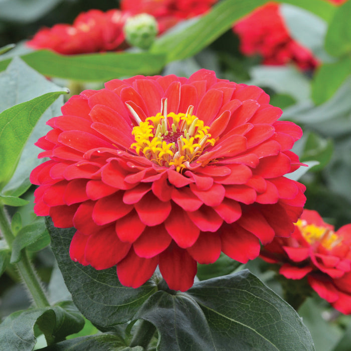  Holi&trade; Scarlet Hybrid Zinnia