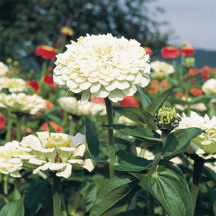  Benarys Giant White Zinnia