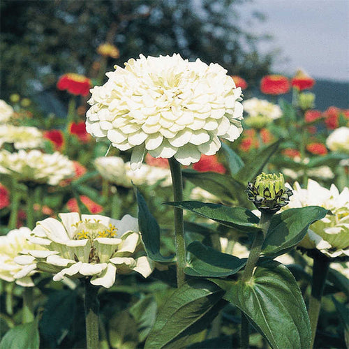  Benarys Giant White Zinnia