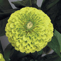  Benarys Giant Lime Zinnia