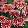  Mazurkia Zinnia