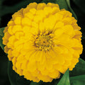  Daffodil Super Giant Zinnia