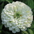  Purity Super Giant Zinnia
