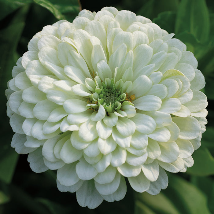  Purity Super Giant Zinnia