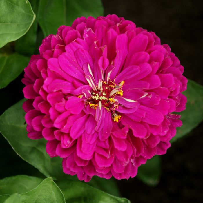  Royal Purple Super Giant Zinnia
