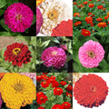  Special Super Giant Zinnia Offer