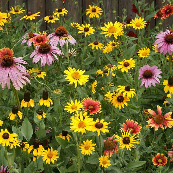 Various Midwest Wildflower Mix