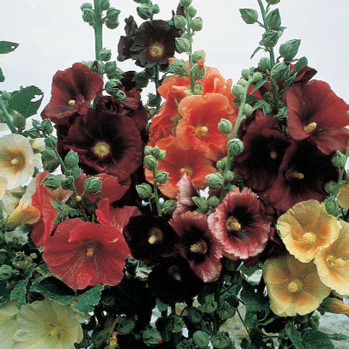  Single Old Fashioned Mix Hollyhock