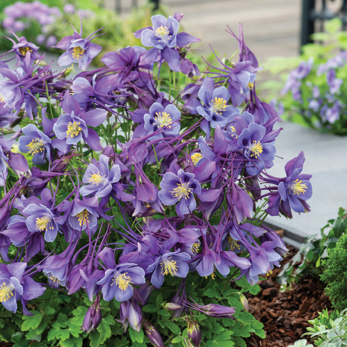  Earlybird Purple Blue Columbine