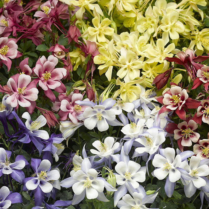  Kirigami&trade; Mix Aquilegia