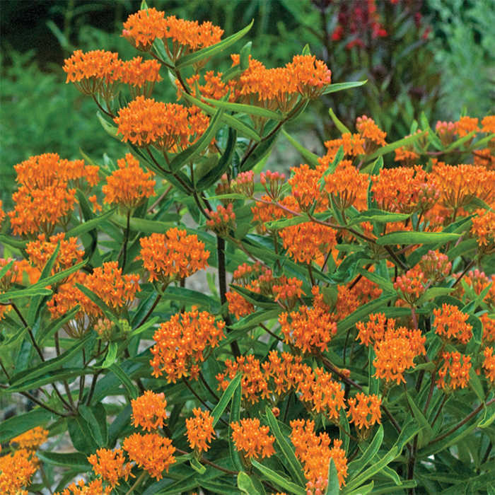  Orange Butterfly Weed