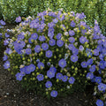  Rapido Blue Campanula