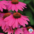  PowWow&reg; Wild Berry Echinacea