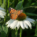  PowWow&reg; White Echinacea