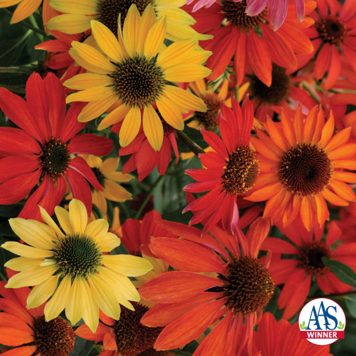  Cheyenne Spirit Echinacea