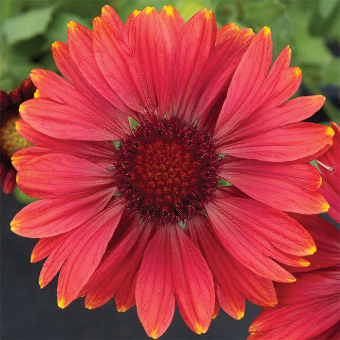  Arizona Red Shades Gaillardia