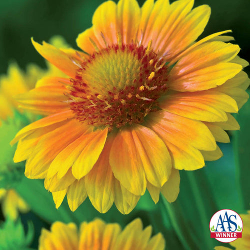  Arizona Apricot Gaillardia