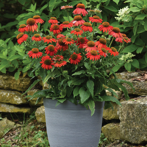  Artisan Red Ombre Echinacea