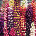  Tutti Frutti&trade; Lupines