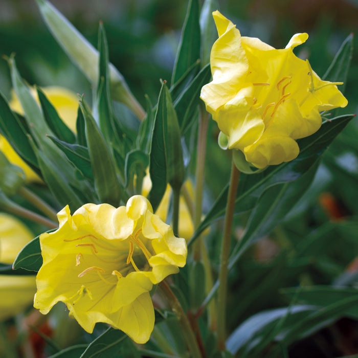  Missouri Primrose