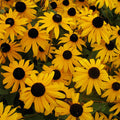  Goldsturm Rudbeckia