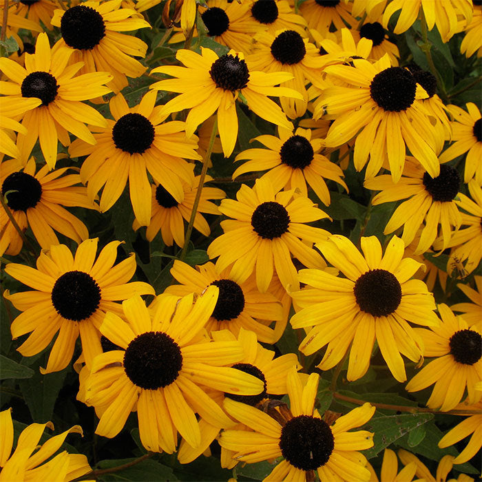  Goldsturm Rudbeckia