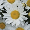  Madonna Hybrid Shasta Daisy