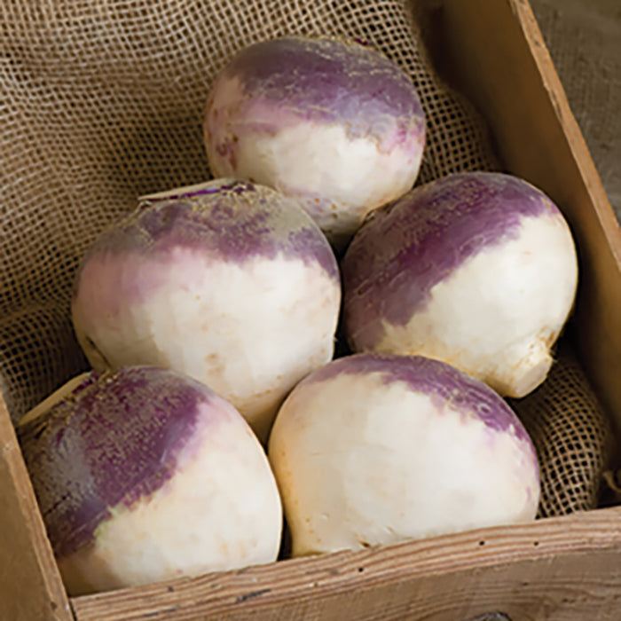  Helenor Organic Rutabaga
