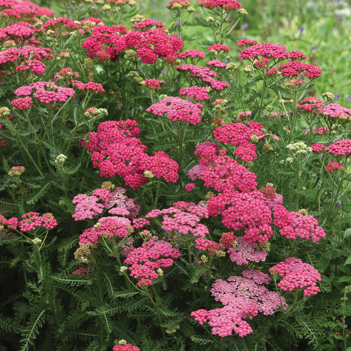  New Vintage&trade; Rose Yarrow