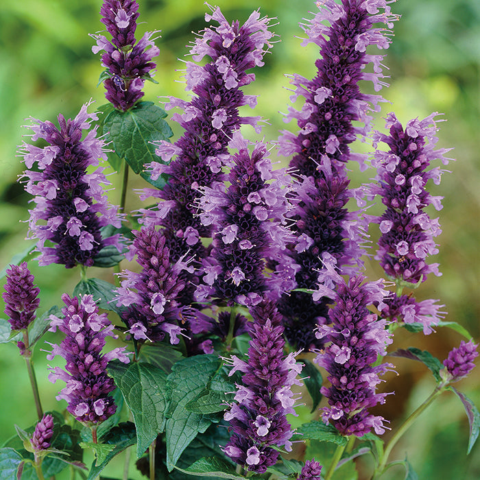  Black Adder Agastache