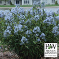  Storm Cloud Amsonia