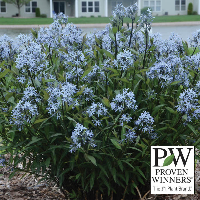  Storm Cloud Amsonia