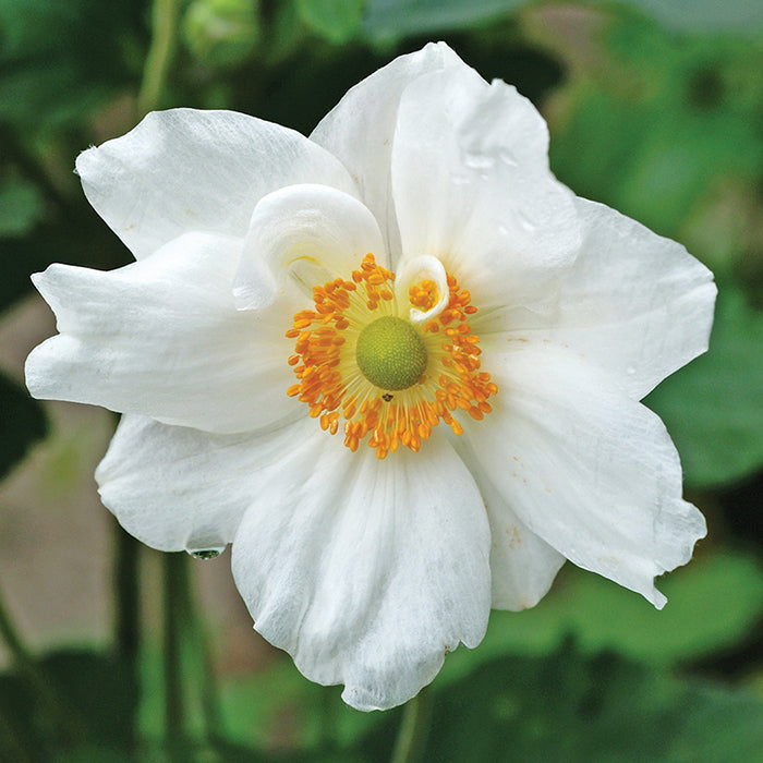  Honorine Jobert Anemone
