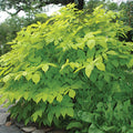 Sun King Aralia