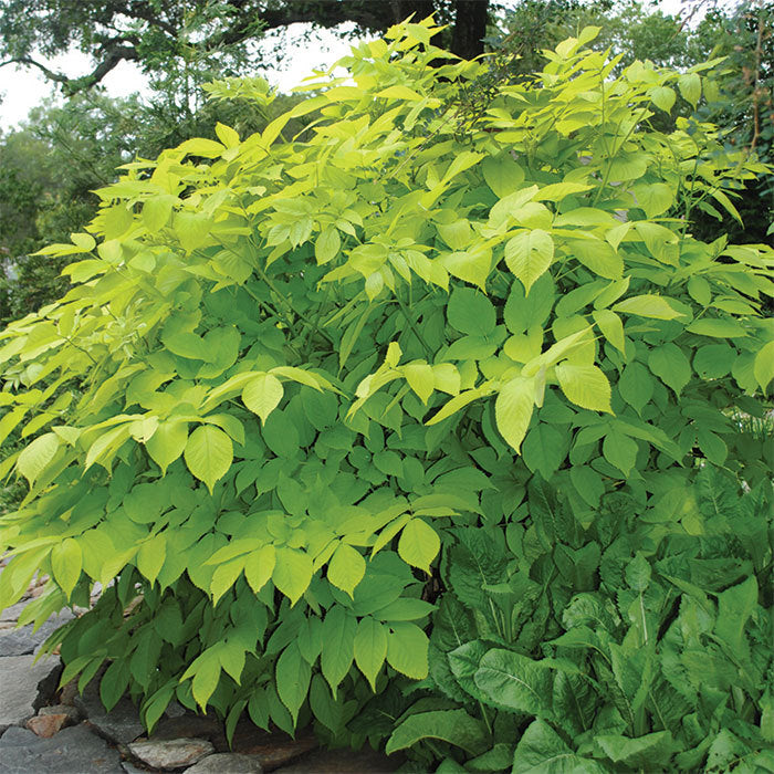  Sun King Aralia