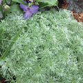  Silver Mound Artemisia