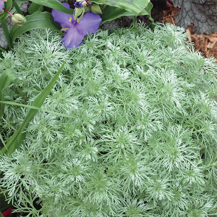  Silver Mound Artemisia
