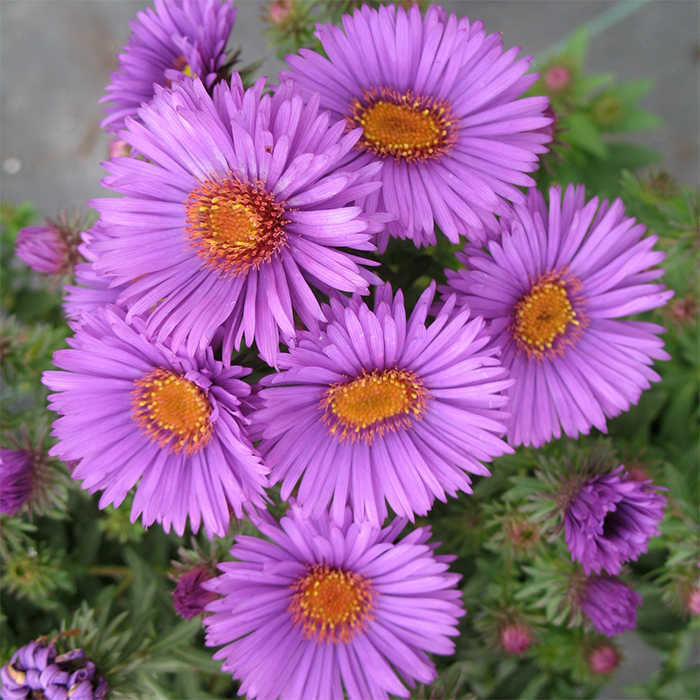  Purple Dome Aster