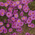  Alert Aster