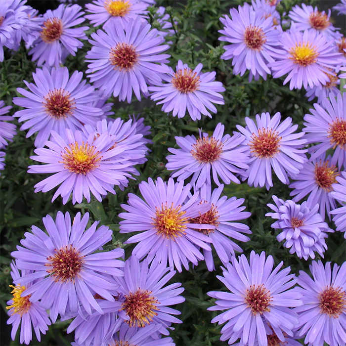  Professor Kippenburg Aster