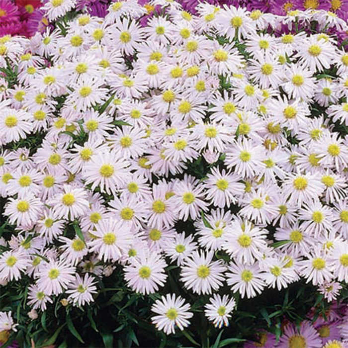  Snow Cushion Aster