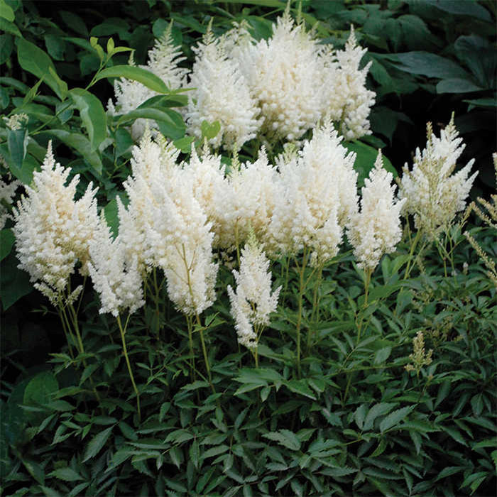  White Gloria Astilbe